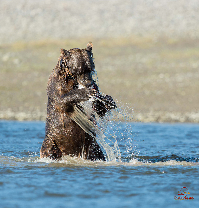 夏天就是要去看灰熊的鮭魚回流大餐
