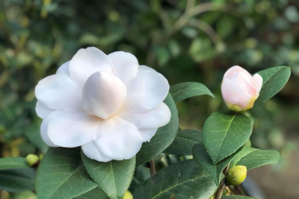 千款珍稀品種繽紛爭艷 全台茶花季賞花全攻略