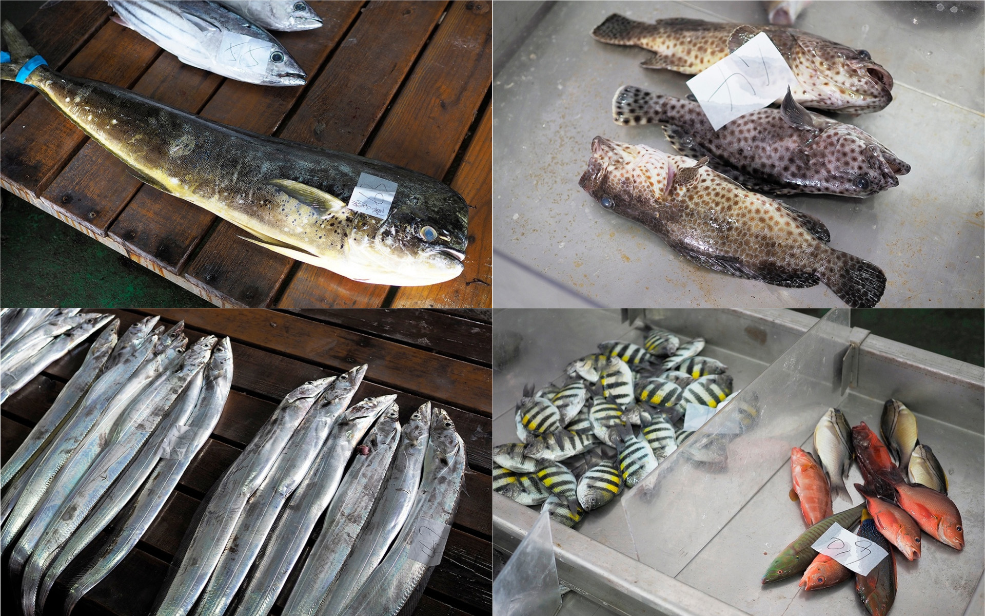 有片 台東富岡一日遊魚港看拍賣吃海鮮 小野柳觀星訪生態 Niceday